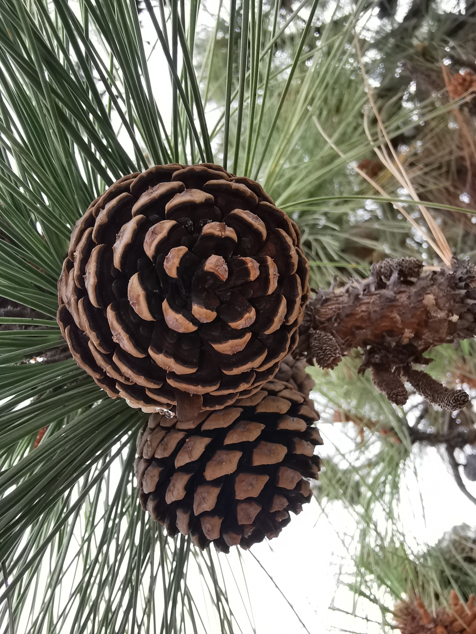 Pinus oocarpa